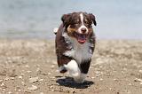 BERGER AUSTRALIEN PUPPIES 126